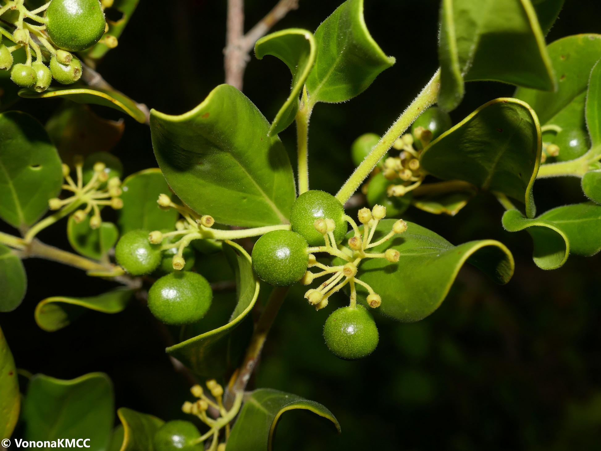 Leaves and small round green fruits of Psydrax sambiranesis